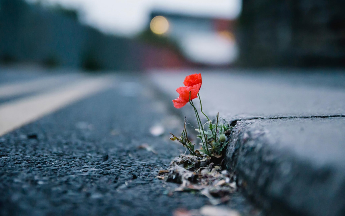 Фото из открытого источника. wallbox.ru Обои цветы, природа, макро, лепестки, город, маки...