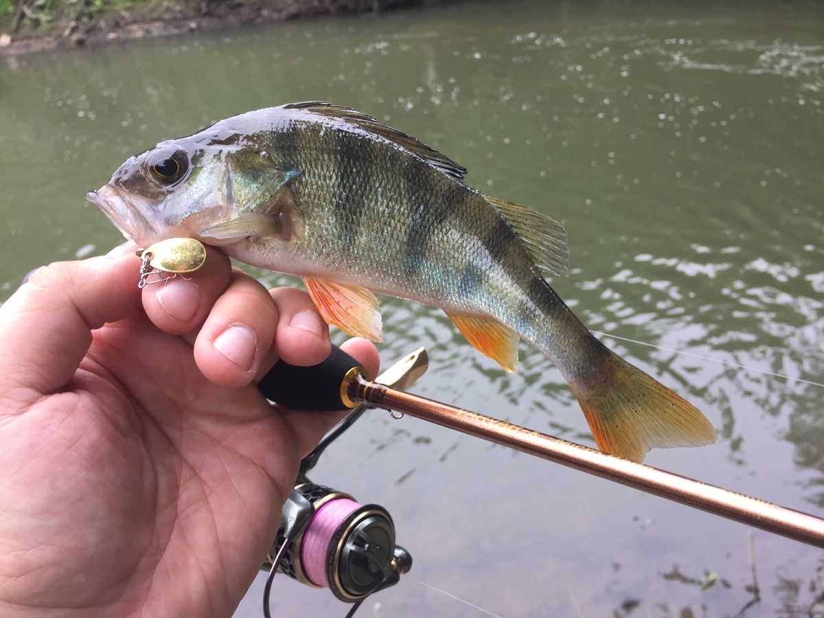 Nautilus micro baits. Nautilus Micro Baits 0.5-2.5