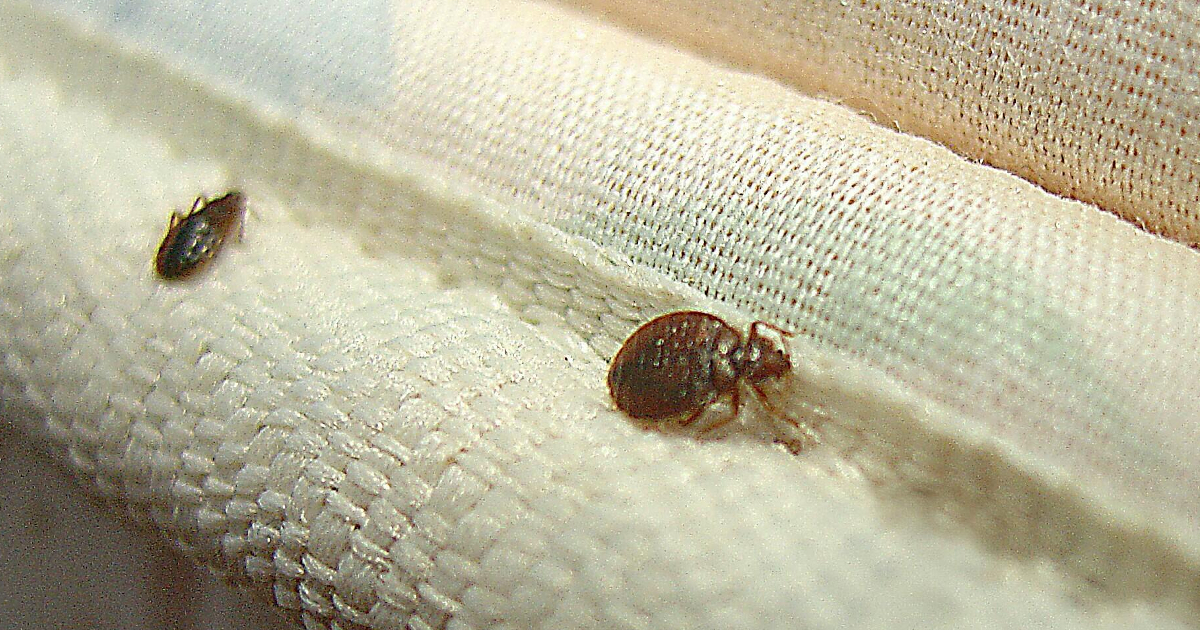 Обнаруженные клопы в складках матраса