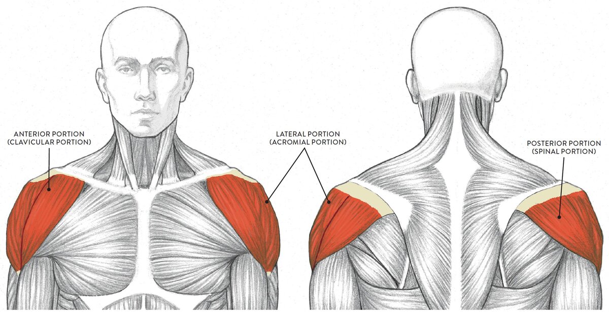 Анатомическое изображение разных порций дельтовидной мышцы (передняя, боковая/средняя и задняя порции)