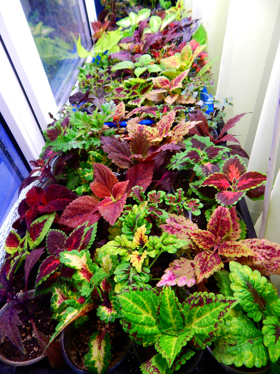 Цветы  ждут  переезд..