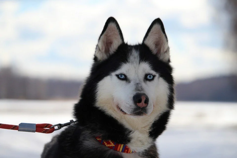 Dogs us. Сибирская хаски Хаус. Сибирская хаски Хаус Дженна. Забавные хаски. Хаски с рожками.