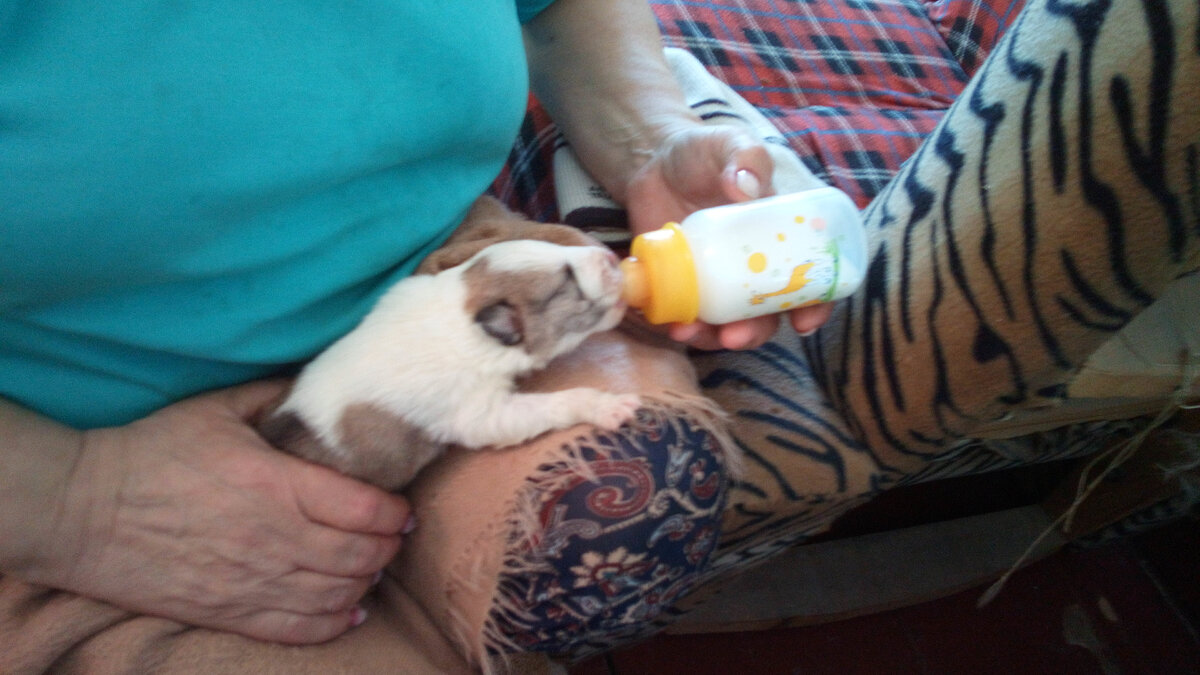 Мои малыши. приходилось по очереди с женой кормить каждые два часа.