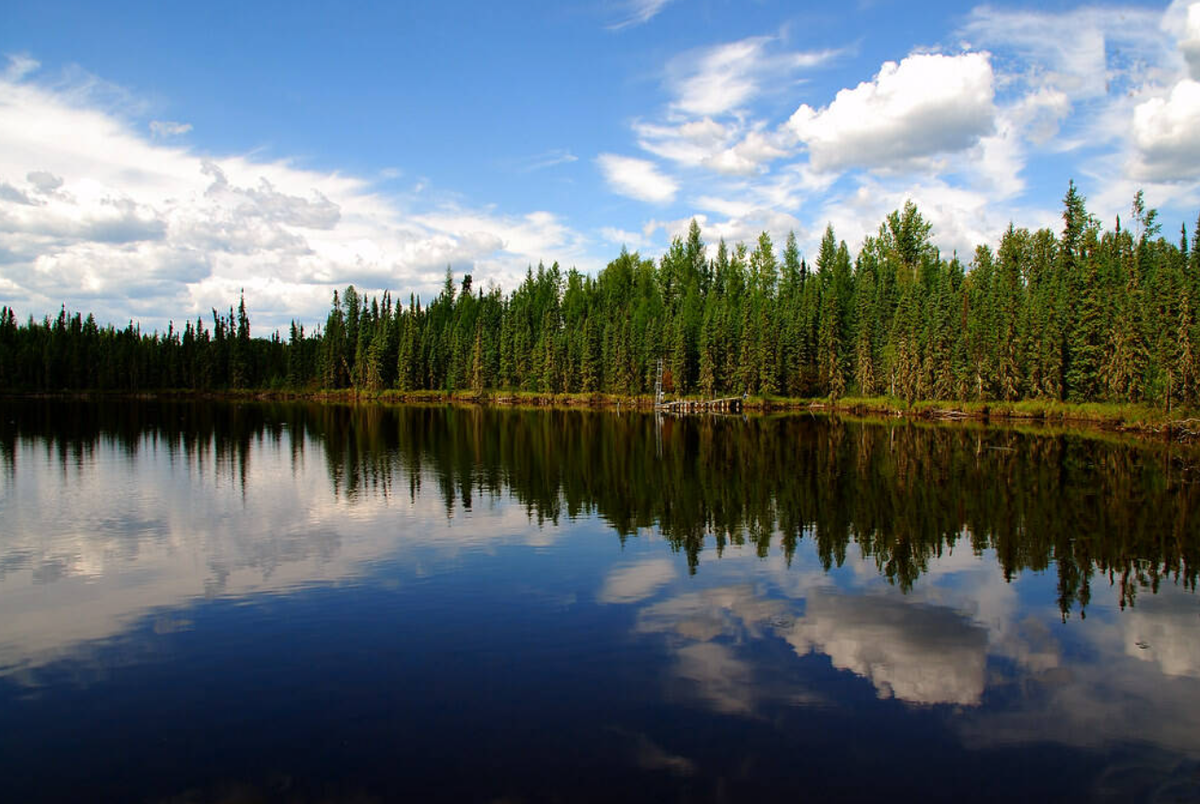 Исчезающие озера россии. Boreal Forest. Бореальный. Исчезающие озера Вытегории. Canada Boreal Forest.