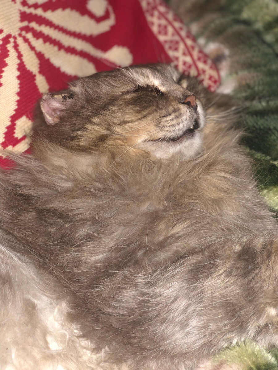 Как хочется поваляться рядом с Филей. 