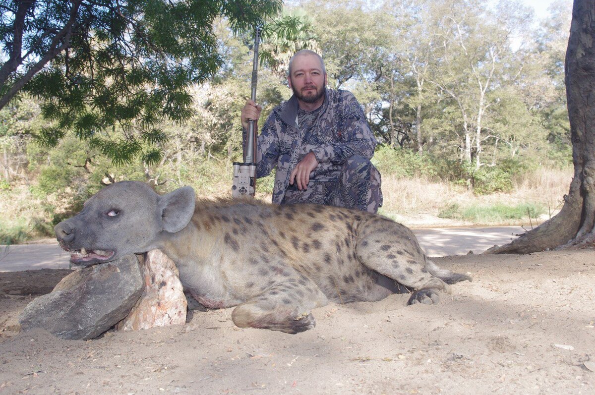 Пятнистая гиена - рекордсмен мира. Африка