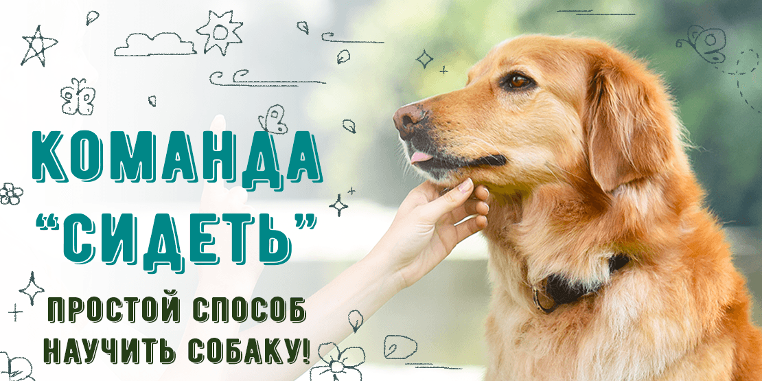 Как быстро научить собаку команде сидеть?..