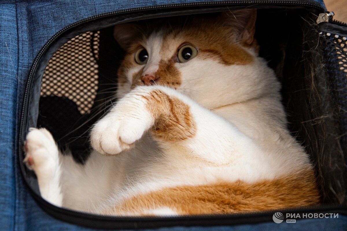 Я уже в переноску залез! Когда выезжаем–то? 