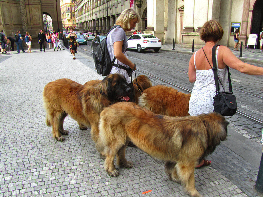 Источник фото: https://i.imgur.com