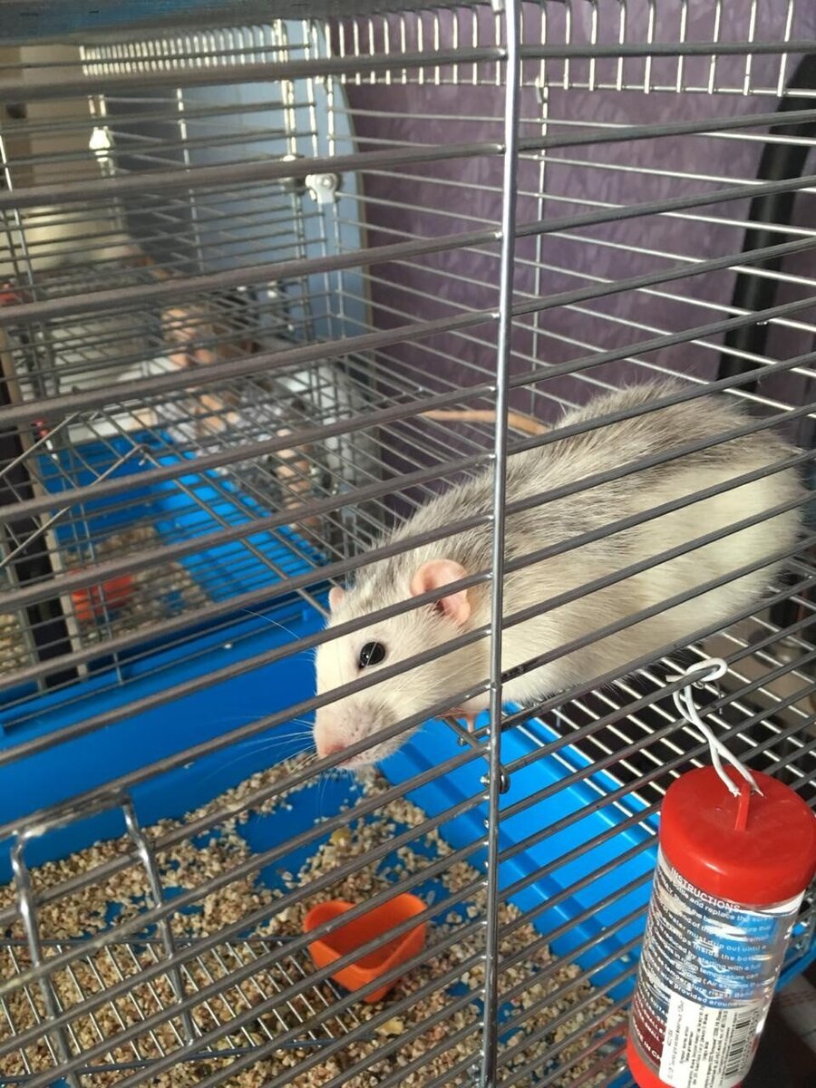 Шушарик. Наша звезда интернета.