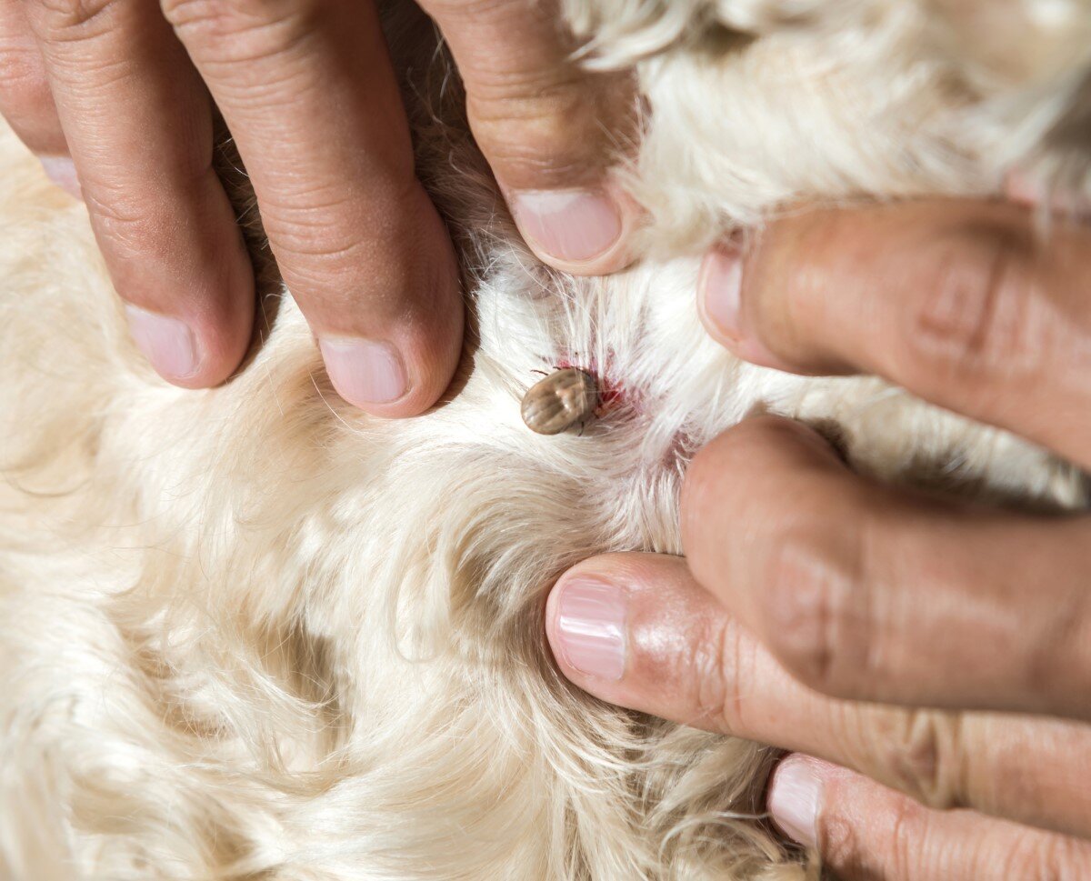    Как снять клеща с собаки?