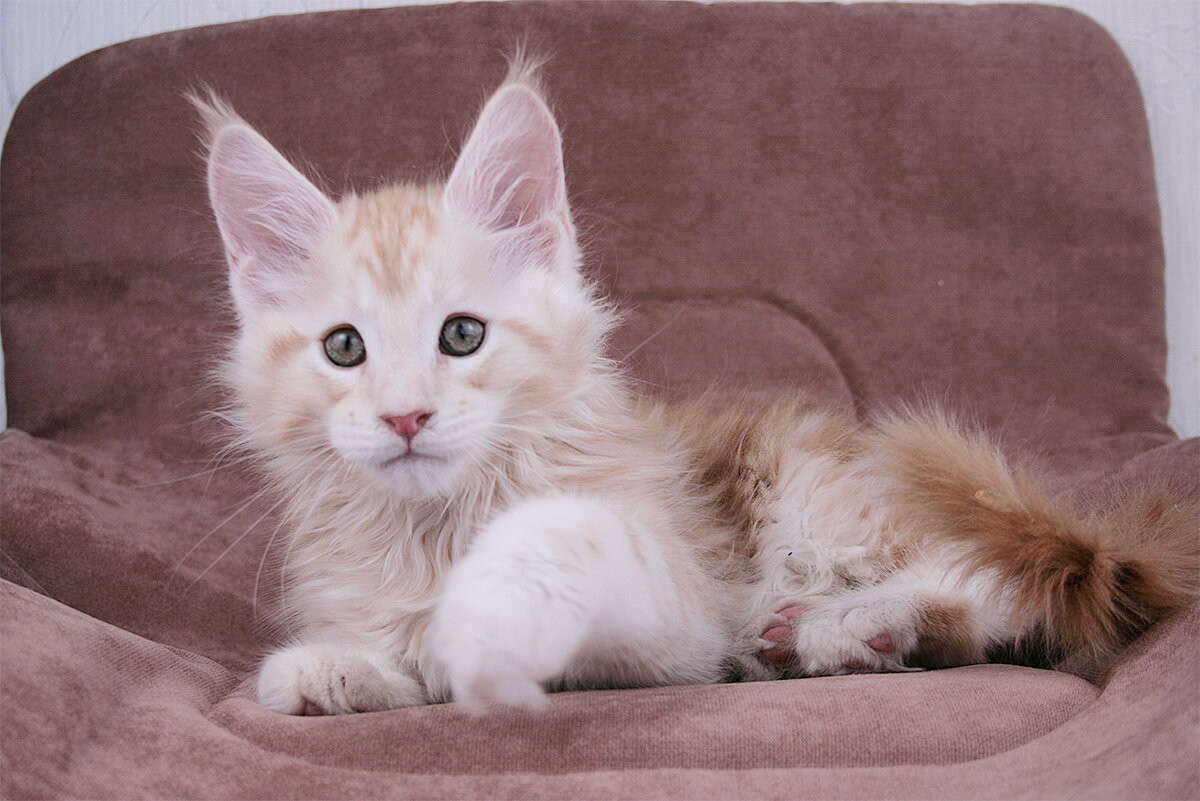 Yago King Size 2,5 месяца Котик красный дымный