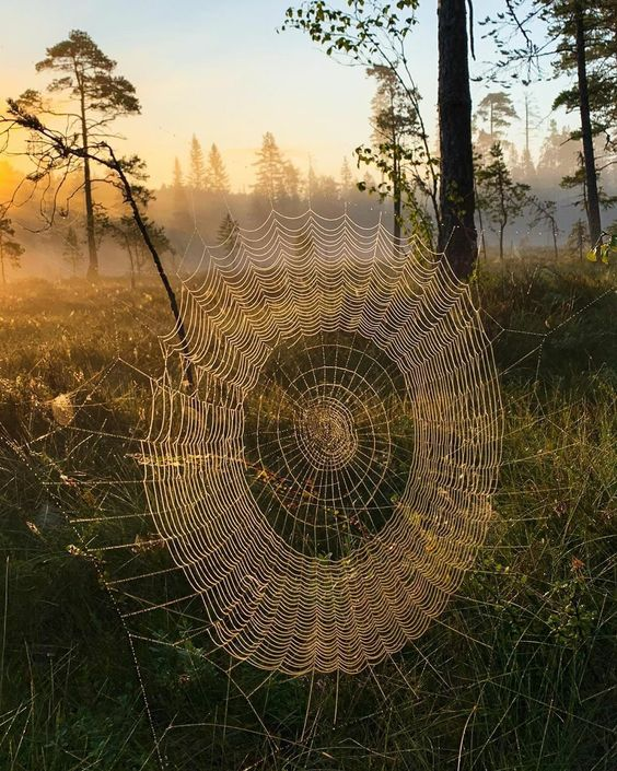 https://www.pinterest.ru/pin/223068987782893770/