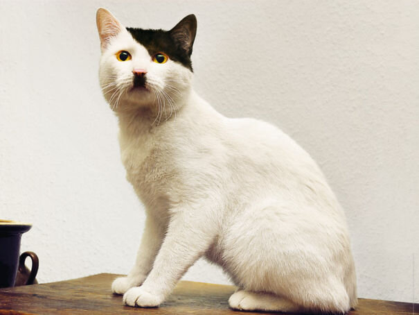 Кот 