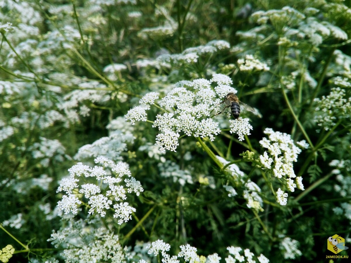 БОЛИГОЛОВ КРАПЧАТЫЙ — CONIUM MACULATUM. | Мёд Сибири | Дзен