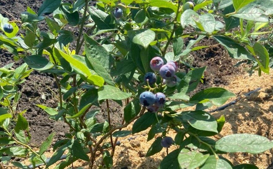   пресс-служба минсельхоз СК