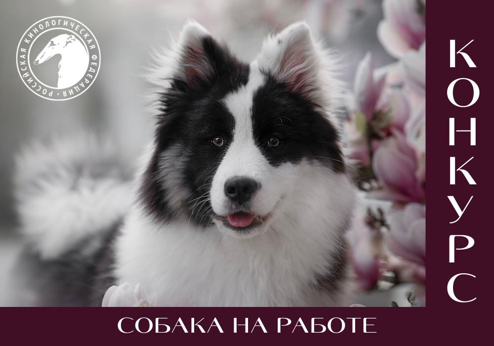 Dogs Are Even Cuter In Formalwear City dog, Pet clothes, Nyc dogs
