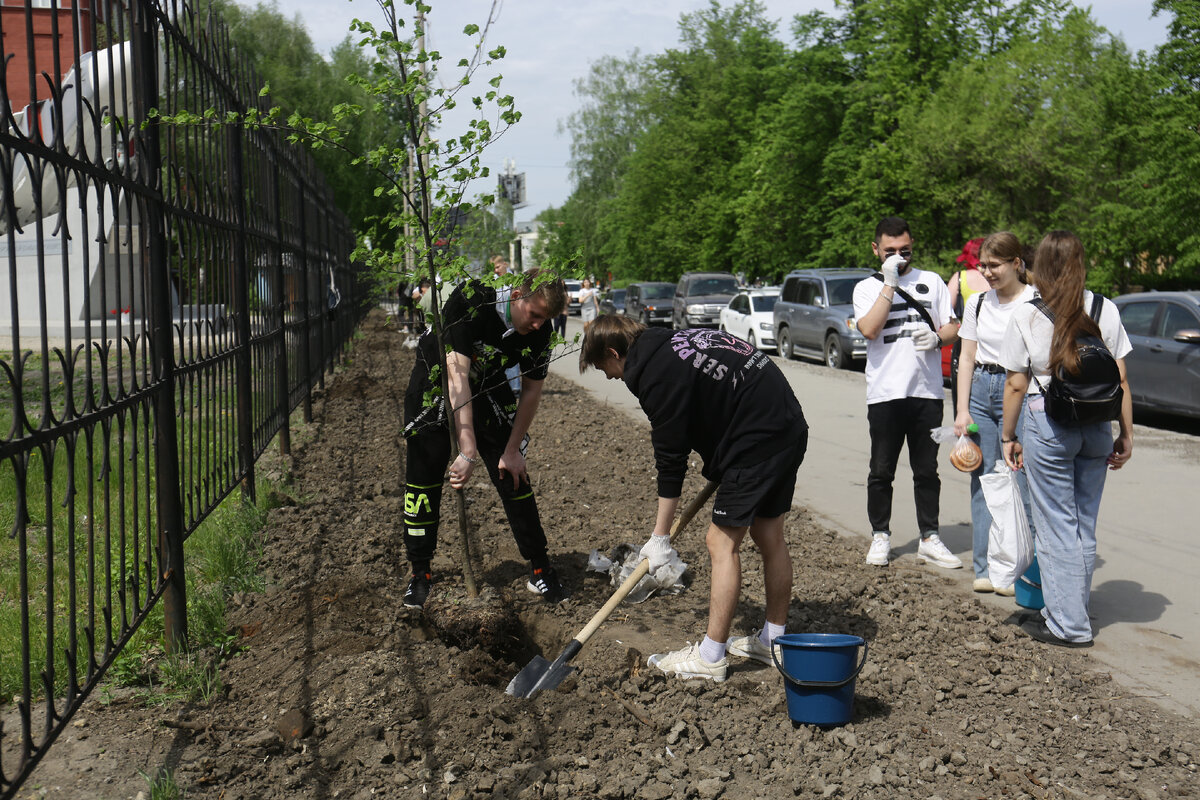 Высаживать деревья помогали студенты НЭТИ. Фото: Ростислав Нетисов, nsknews. info.