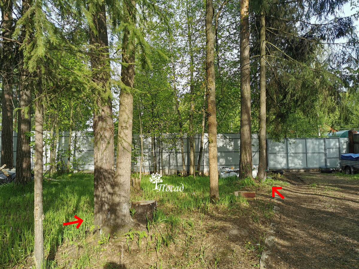 Целых две пары ель-сосна я нашла на участке. Интересно, что в обоих случаях ель растёт восточнее сосны. Это случайно, или нет? Слева в компании была ещё и берёза. Но она состарилась и её пришлось убрать. Сосна и ель - долгожители.