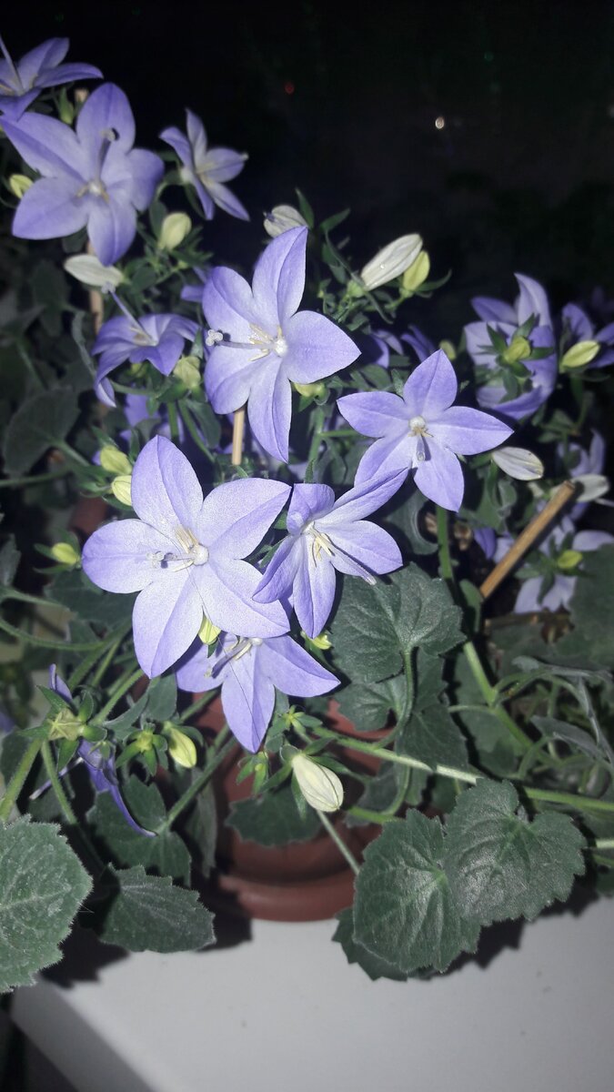 Кампанула Майя "жених"