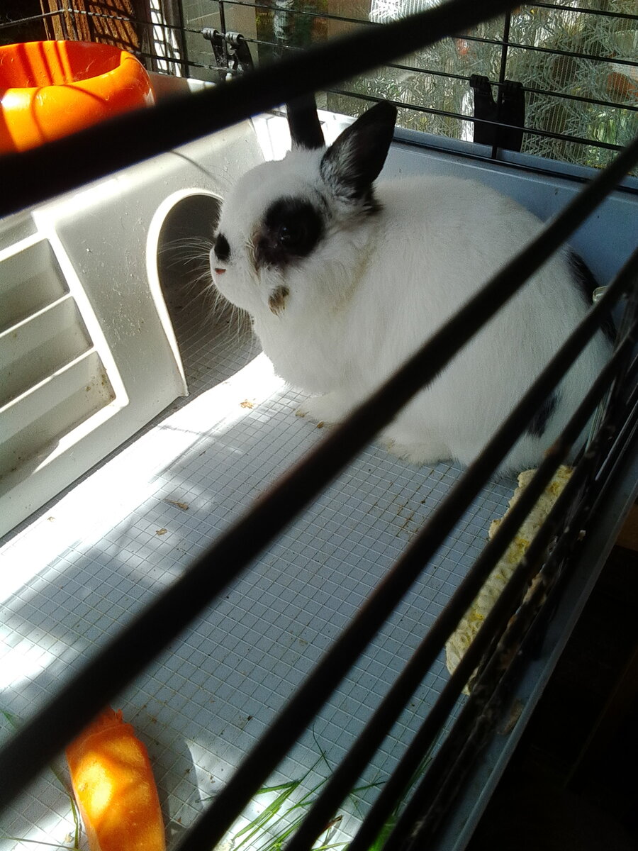 Кролик много лет назад