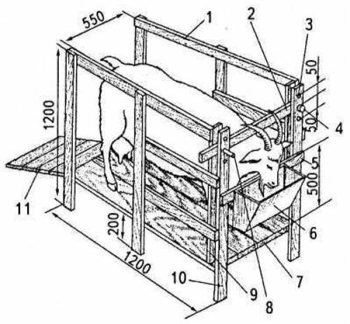 
Станок для доения коз (размеры указаны в мм):
1 — деревянная клетка; 2 и 5 — подвижная фиксирующая и неподвижная рейки;
3 — отверстие; 4 — ось; 6 — кормушка; 1 — настил; 8 — штырь;
9 и 10 — короткий и длинный стояки; 11 — трап