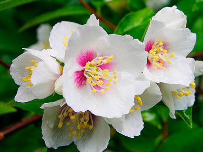 Бель Этуаль - самый популярный, неприхотливый сорт. Куст компактный, высотой до 100 см. Цветки простые, белые с карминно-пурпурным пятном, слегка колокольчатые, диаметром до 4 см со слабым земляничным ароматом. Цветет в июне-июле. Сорт менее зимостоек, чем традиционные сорта, в суровые бесснежные зимы подмерзает, но быстро восстанавливается. Цветет практически ежегодно, но обильно раз в 3-4 года.