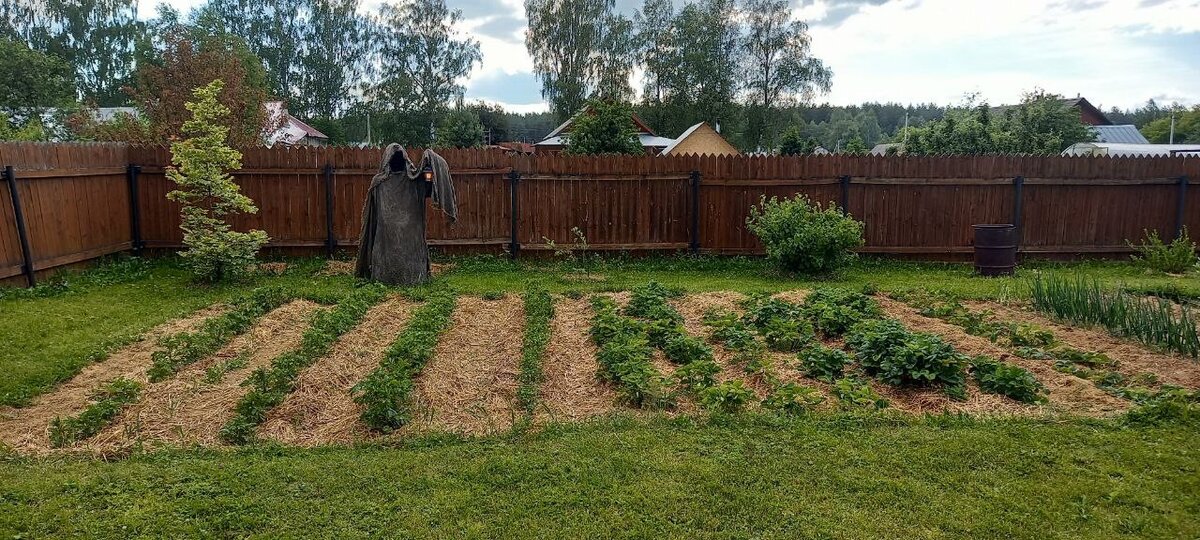 Какие деревья не стоит сажать на участке категорически | Дачный агроном ...