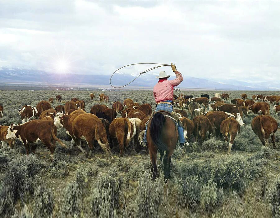 рогатый пастух. пасти коров. рогатый пастух. техас сельское хозяйство. рогатый пастух.
