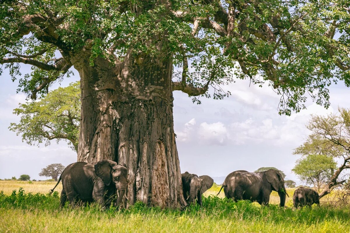 Тарангире - парк слонов и баобабов