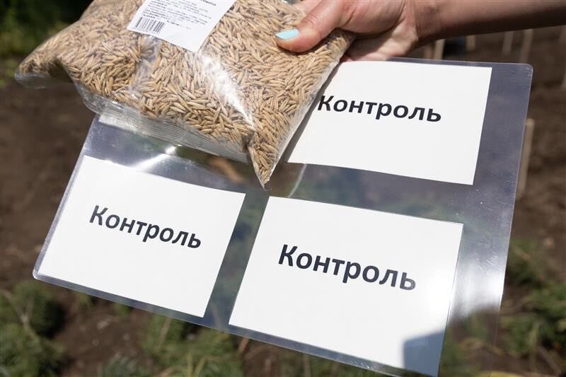 Биологи УрФУ проверят удобрения на грядке. Фото: Илья Сафаров.