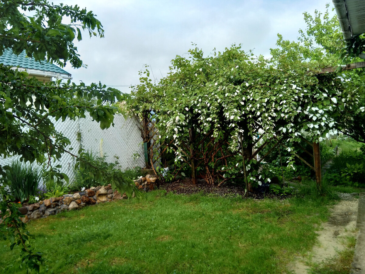  и с левой стороны дома. Здесь фото этого года. Газон болеет,после обработки от одуванчиков.