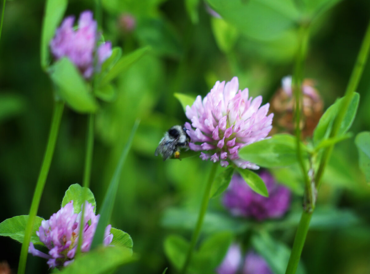 Шмелик старается