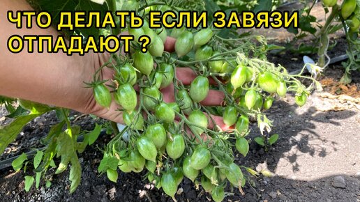 Почему нет завязи на помидорах. Почему нет завязи на помидорах