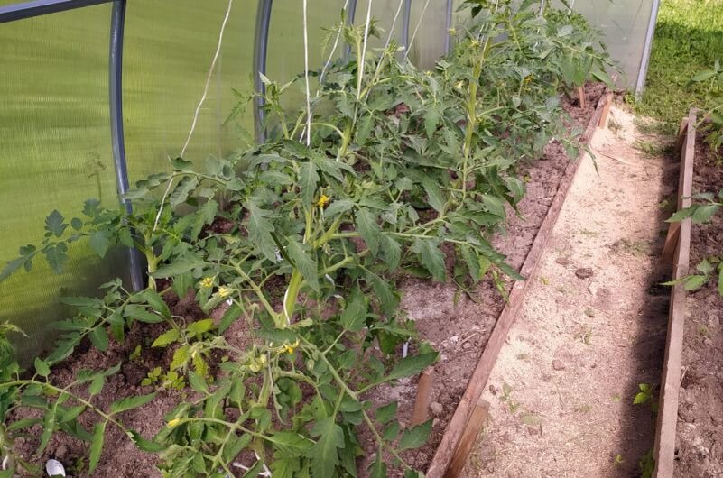 Ухаживаю за томатами.