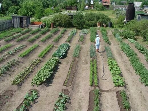 Грядки по митлайдеру своими руками на маленьком участке на русский лад