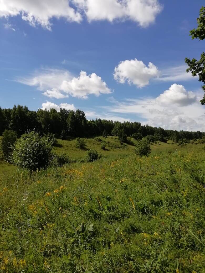 в этом овраге много клубники