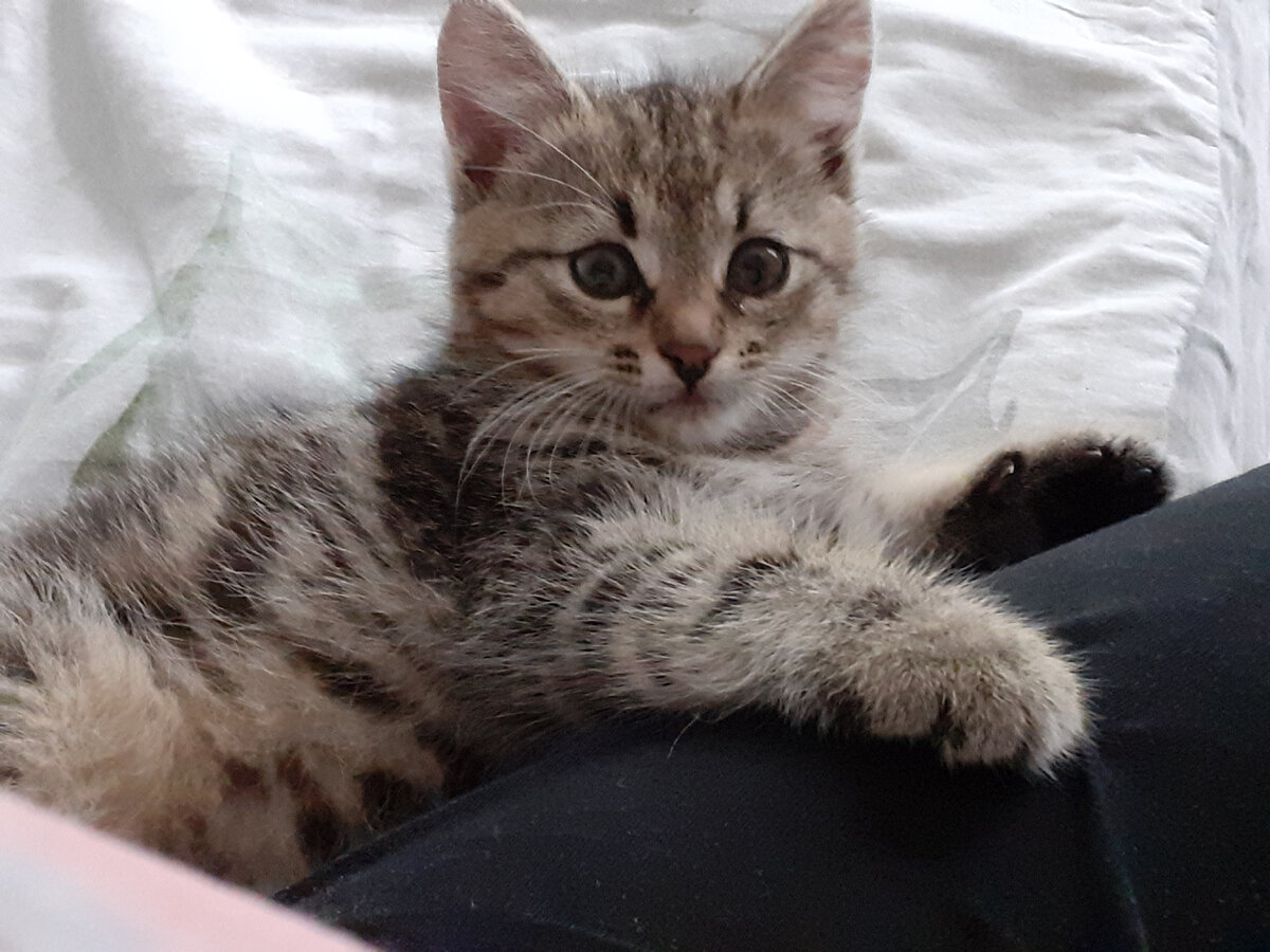 Вот такой малыш появился в моей жизни