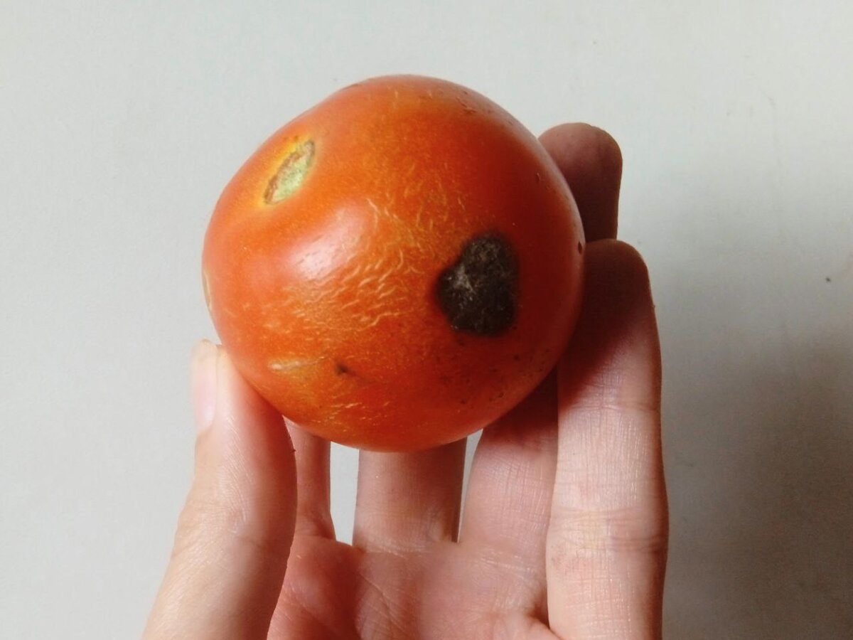 На такой помидор и смотреть не стоит! 