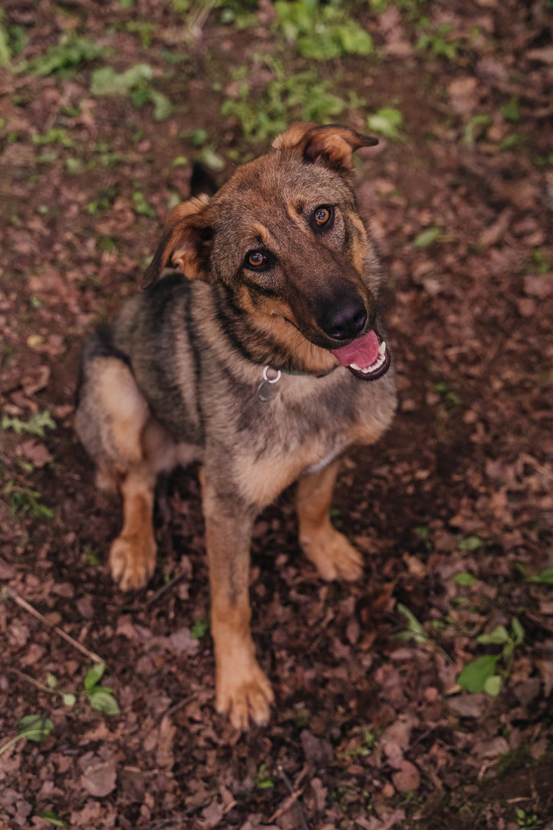 Взгляните в эти умные глаза!