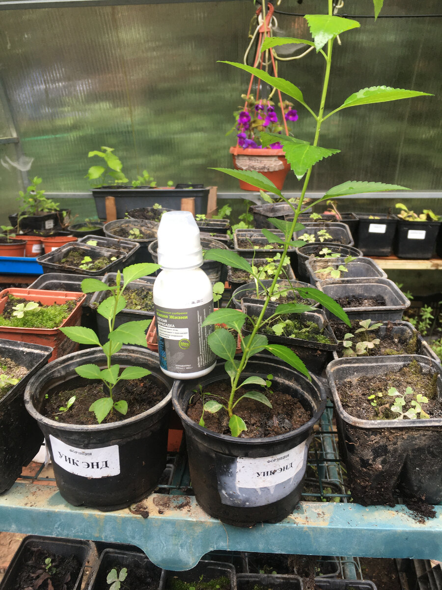 Слева - контрольный образец, справа - растение, получавшее обработки "Каплей Жизни"