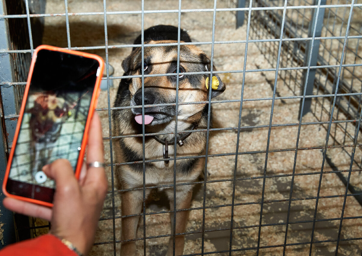 На фото пёс, который никогда не был бы выставлен на пристройство, если бы не попал к нам на кастрацию. Теперь у него есть шанс найти дом..