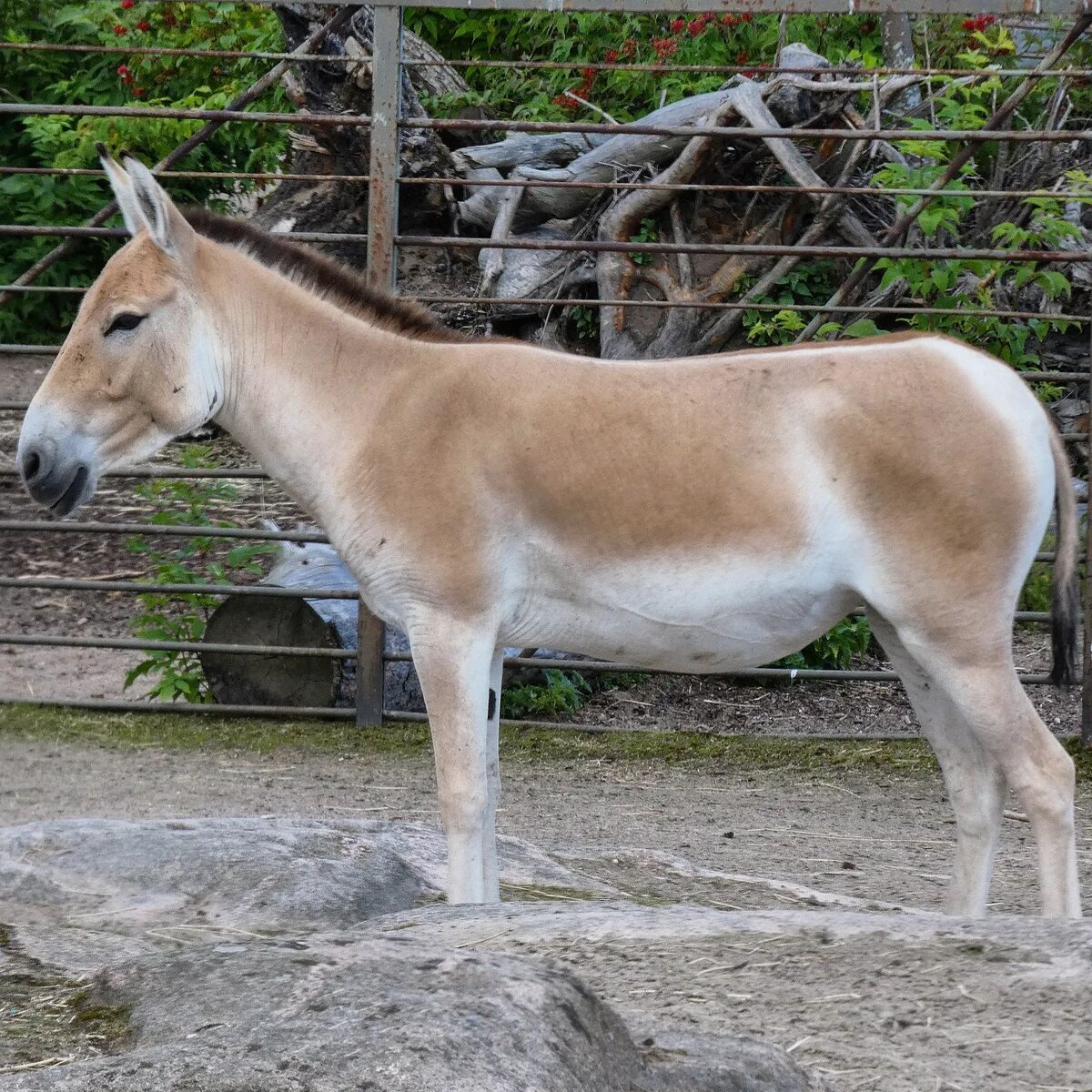 Тибетский кулан