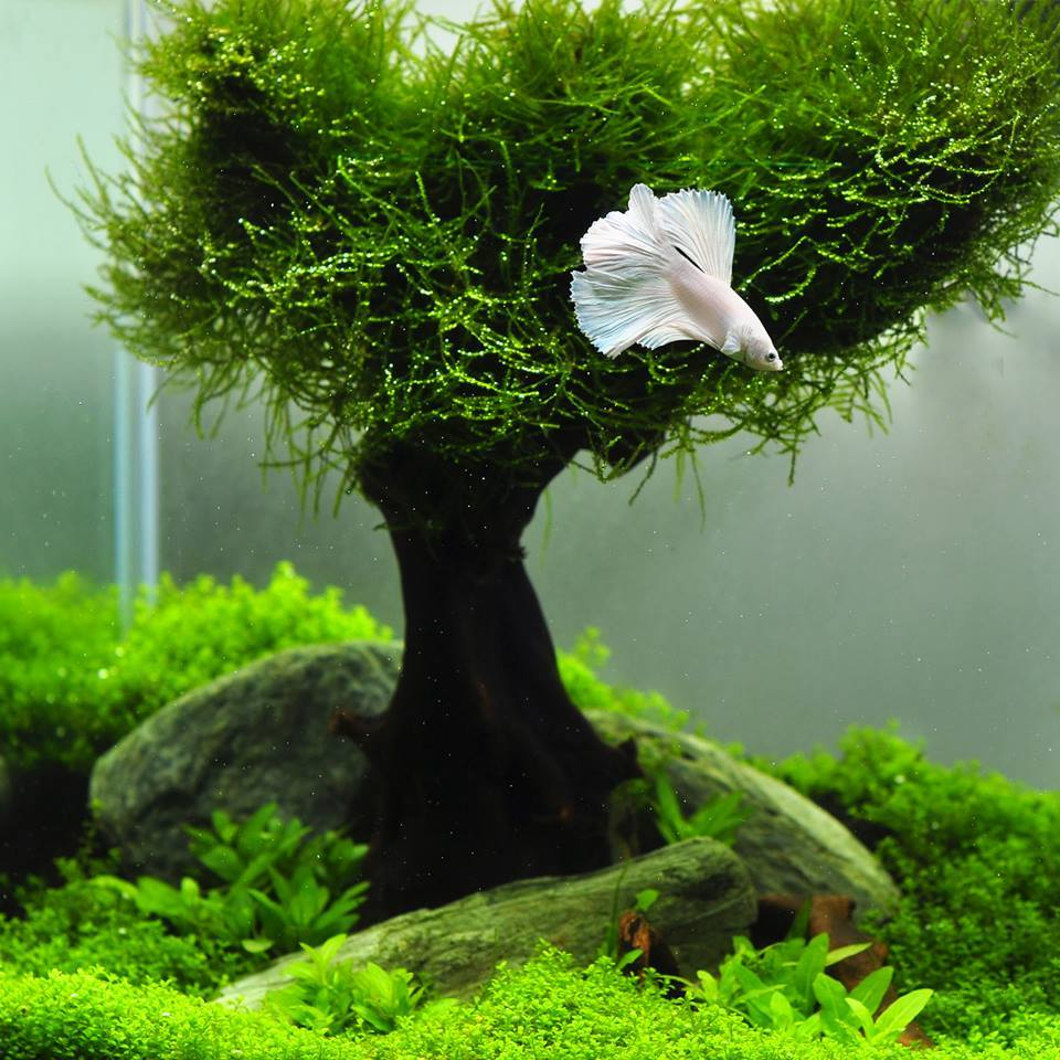 Мох на корягу. Мох яванский Vesicularia dubyana. Яванский мох акваскейп. Риччия акваскейп. Мох яванский (java Moss).