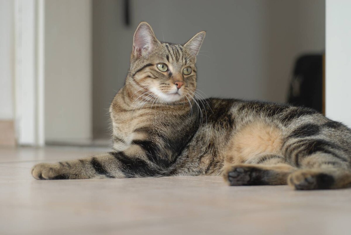 ТОП пород полосатых кошек | Petshop Journal | Дзен