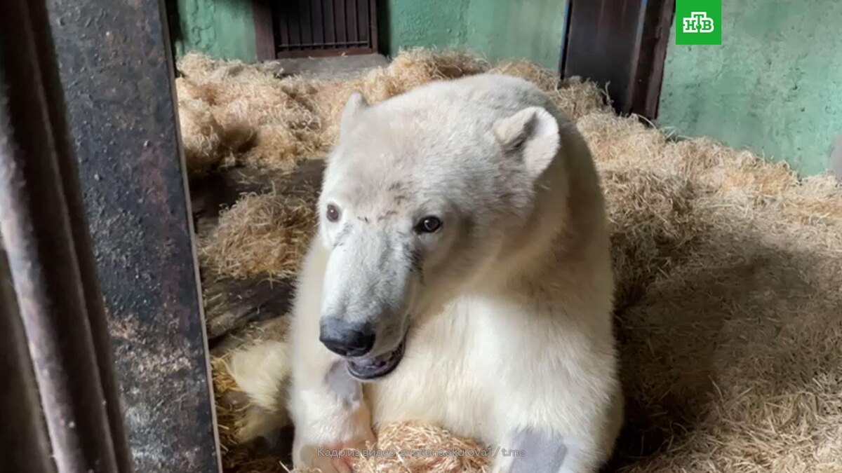    Доставленный в Москву с острова Диксон медведь не сможет ходить