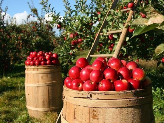     Сад будет заложен уже завтра, 24 сентября. Фото: pixabay.com