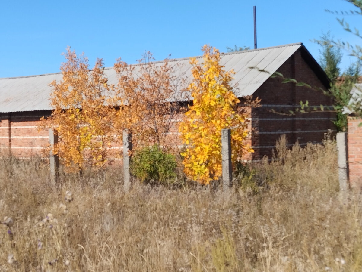 Вот они, осенние краски(фото автора) 