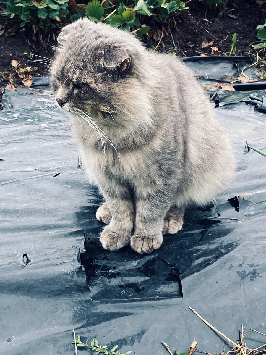 А почему мышки больше не хотят ловиться?