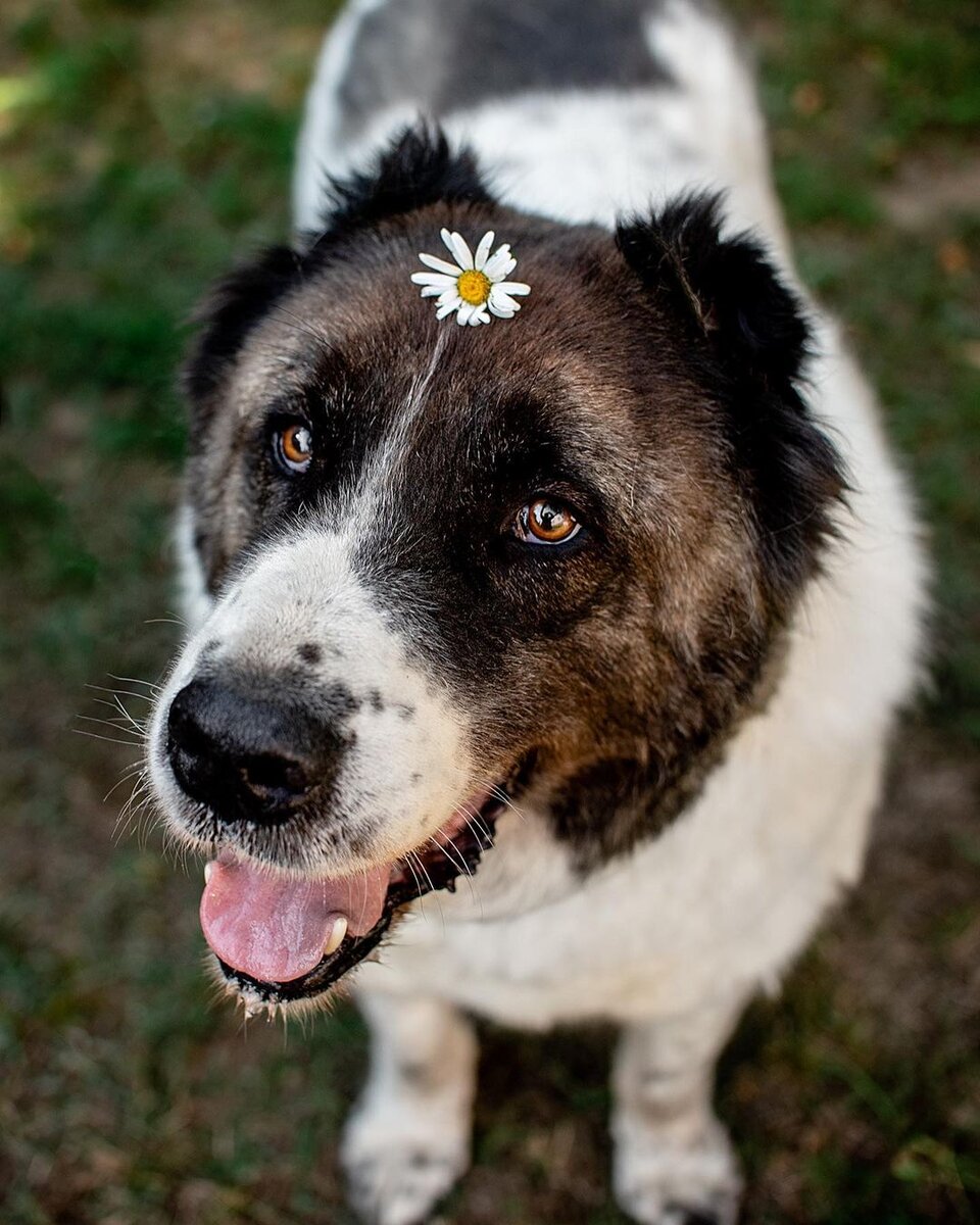    instagram.com/puppy_russia admin